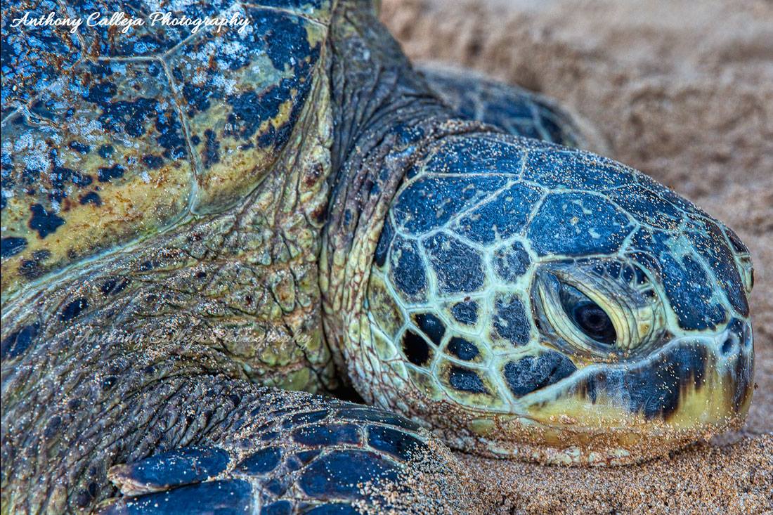 Hawaii Sea Turtle - Laniakea Beach, North Shore Oahu