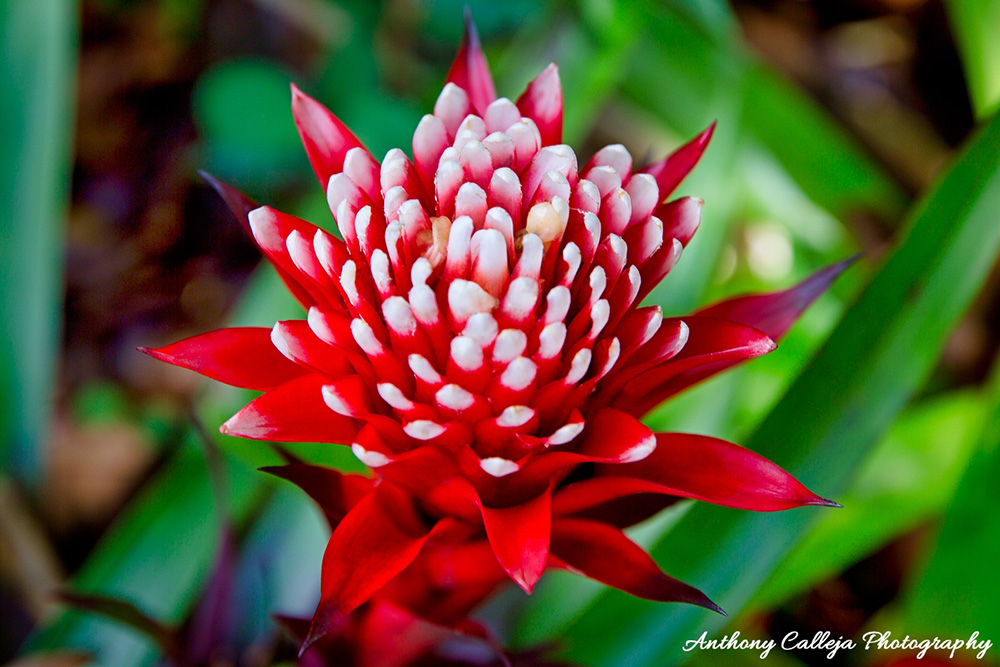 Tropical Hawaiian Flower - Hoomaluhia Botanical Garden, Kaneohe