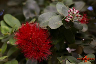 Red Lehua Flower