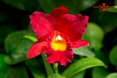 Red Orchid Flower